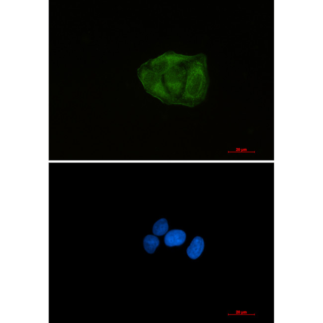 UBA52 Antibody in Immunocytochemistry (ICC/IF)