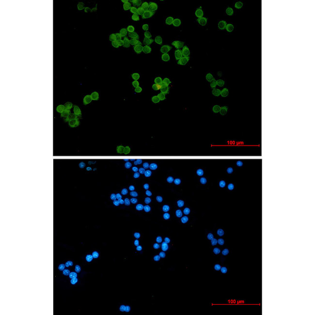 UBE2L3 Antibody in Immunocytochemistry (ICC/IF)