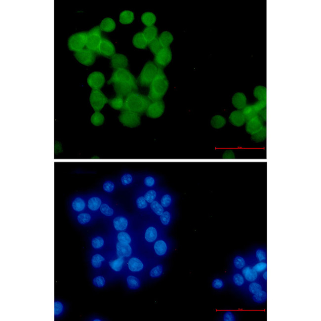 Ubiquitin B Antibody in Immunocytochemistry (ICC/IF)
