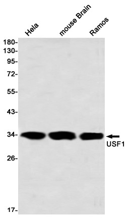 USF1 Antibody in Western Blot (WB)