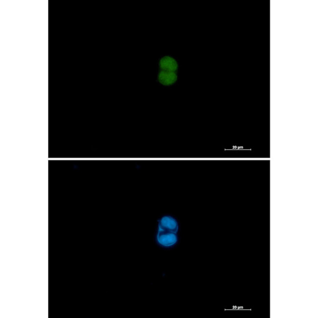 MEK3/MEK6 Antibody in Immunocytochemistry (ICC/IF)