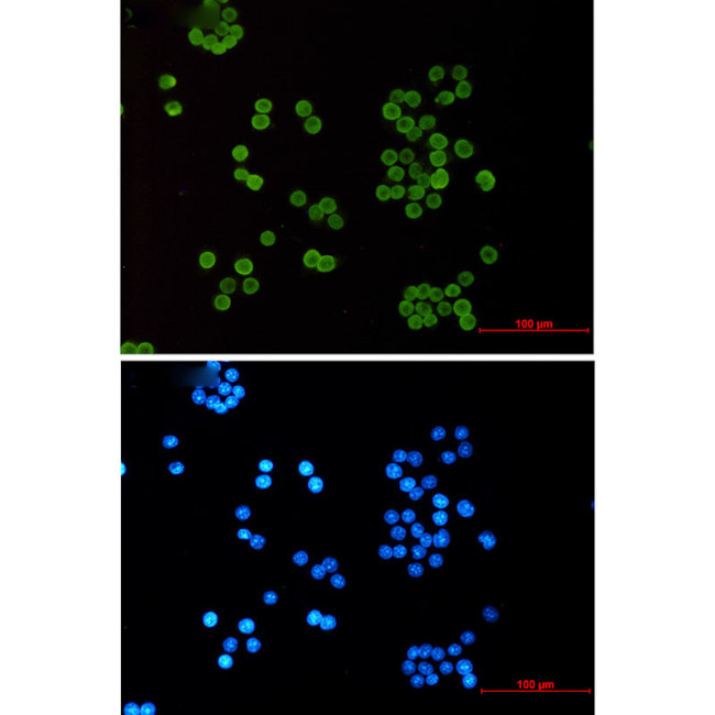 H4K5ac Antibody in Immunocytochemistry (ICC/IF)