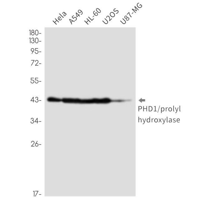 PHD1 Antibody in Western Blot (WB)