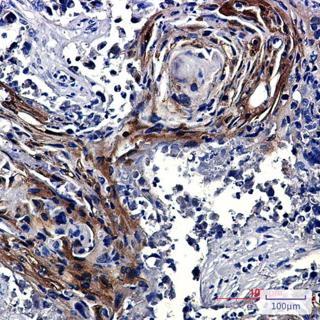 IDE Antibody in Immunohistochemistry (Paraffin) (IHC (P))