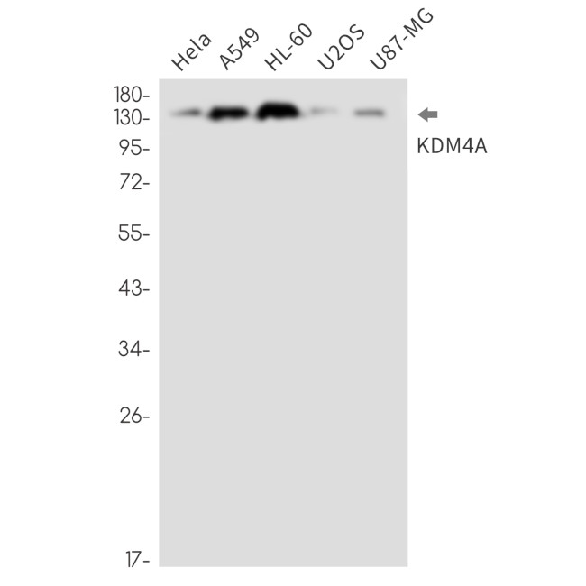 JMJD2A Antibody in Western Blot (WB)
