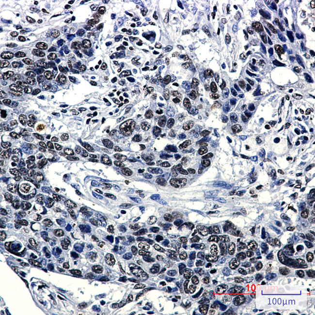 Hydroxyl-Histone H2A (Tyr39) Antibody in Immunohistochemistry (Paraffin) (IHC (P))