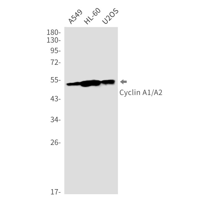 Cyclin A Antibody in Western Blot (WB)
