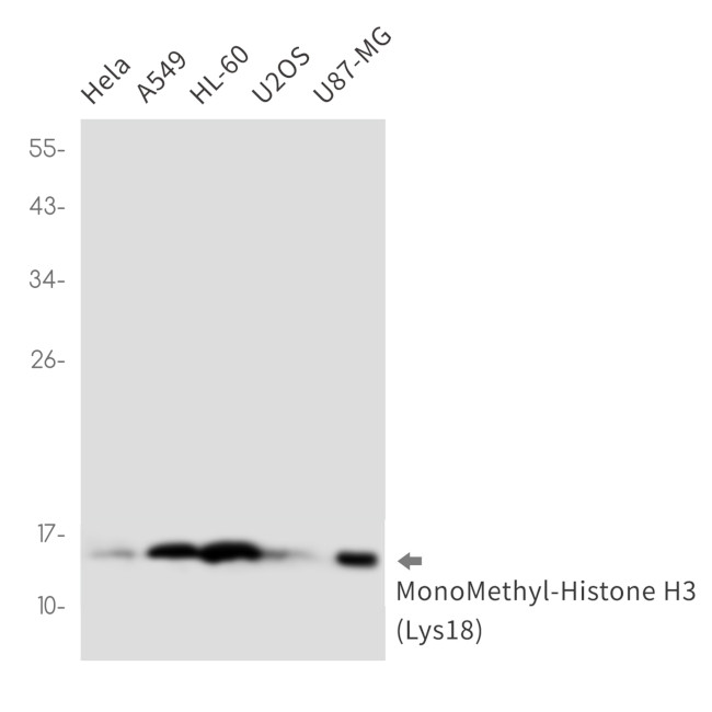 H3K18me1 Antibody in Western Blot (WB)