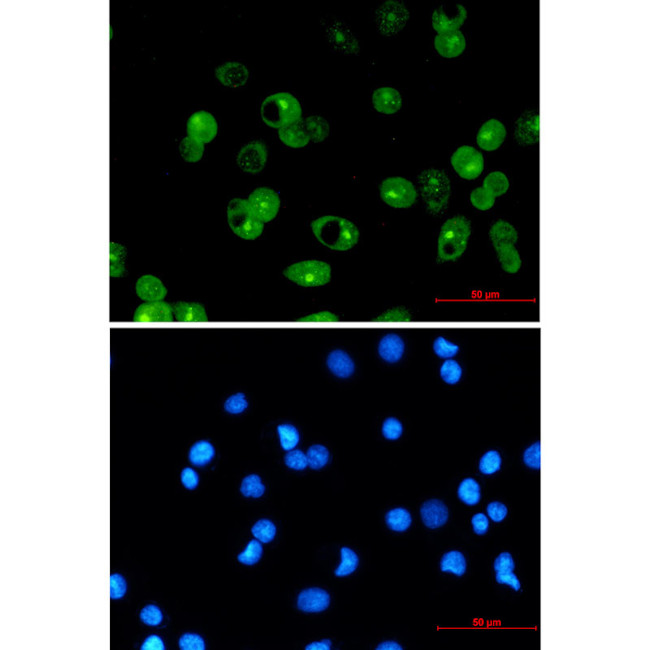 MCL-1 Antibody in Immunocytochemistry (ICC/IF)