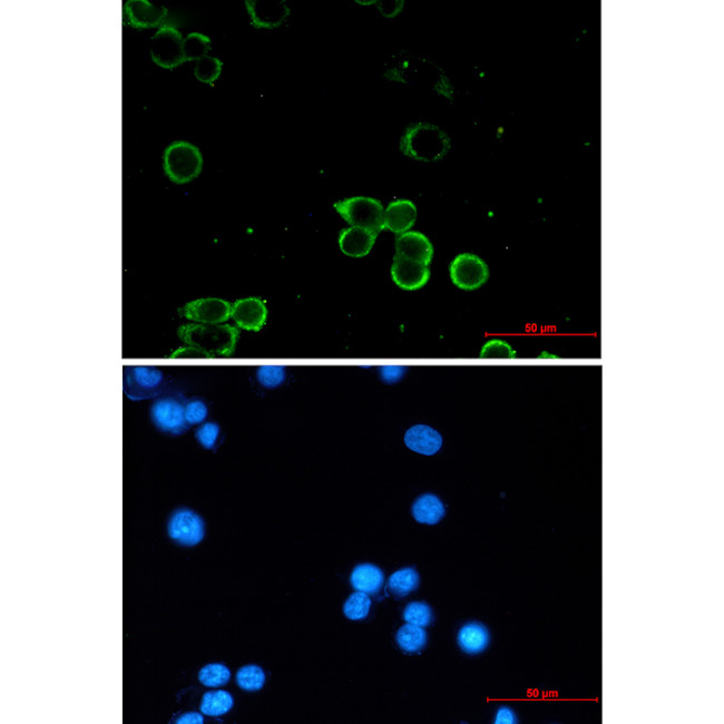 ADORA1 Antibody in Immunocytochemistry (ICC/IF)