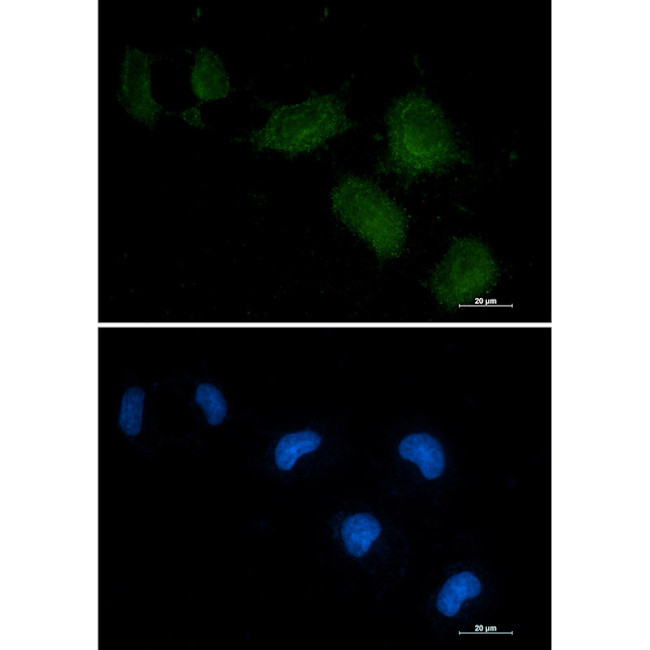 GC Antibody in Immunocytochemistry (ICC/IF)