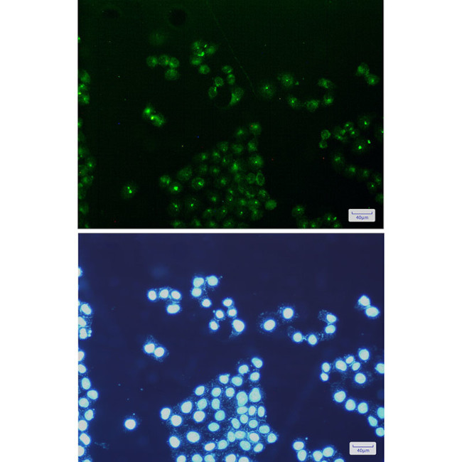 TFAM Antibody in Immunocytochemistry (ICC/IF)