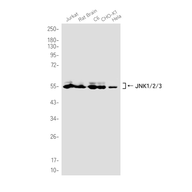 JNK1 Antibody in Western Blot (WB)