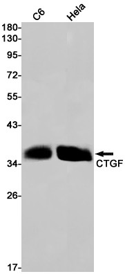 CTGF Antibody in Western Blot (WB)