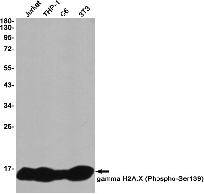 Phospho-Histone H2A.X (Ser139) Antibody in Western Blot (WB)