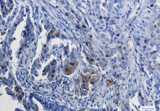 HO-1 Antibody in Immunohistochemistry (Paraffin) (IHC (P))