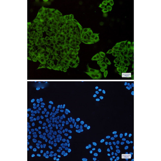 MEK1/MEK2 Antibody in Immunocytochemistry (ICC/IF)