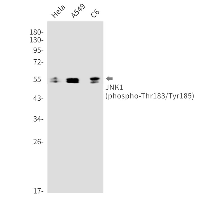 Phospho-JNK1 (Thr183, Tyr185) Antibody in Western Blot (WB)