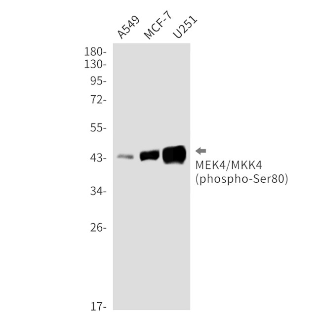 Phospho-MAP2K4 (Ser80) Antibody in Western Blot (WB)