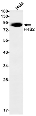 FRS2 Antibody in Western Blot (WB)