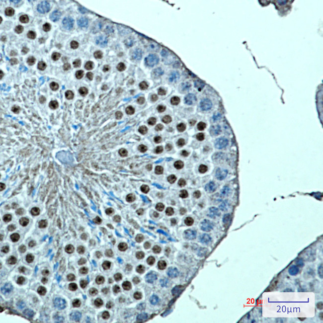 Dot1L Antibody in Immunohistochemistry (Paraffin) (IHC (P))