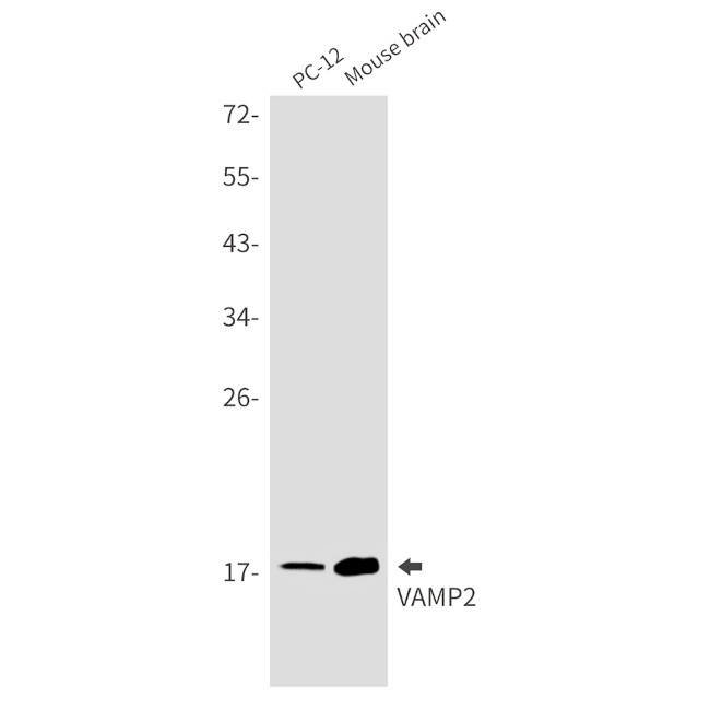 VAMP2 Antibody in Western Blot (WB)