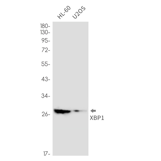 XBP1 Antibody in Western Blot (WB)
