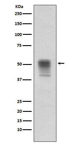 Phospho-Tubulin alpha-1B (Tyr272) Antibody in Western Blot (WB)