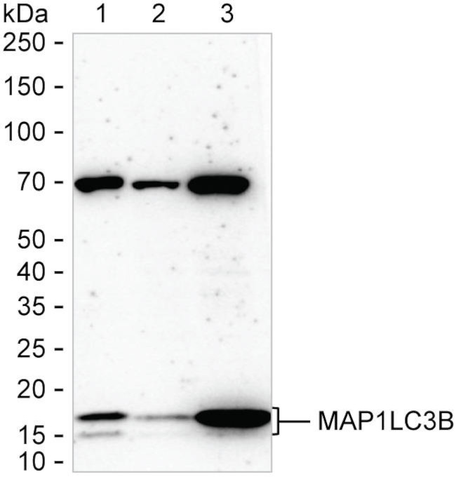 LC3B Antibody in Western Blot (WB)