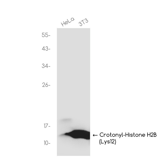 H2BK12cr Antibody in Western Blot (WB)