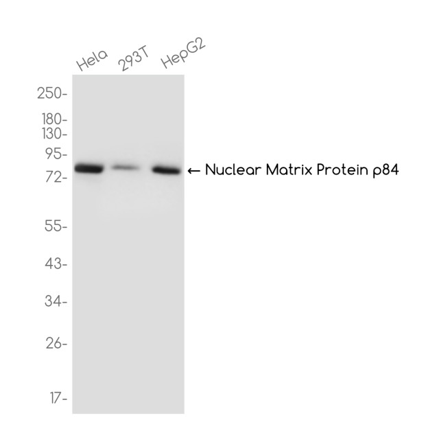 Nuclear Matrix Protein p84 Antibody in Western Blot (WB)