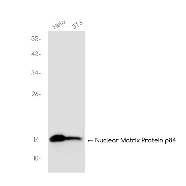 H3K36me2 Antibody in Western Blot (WB)