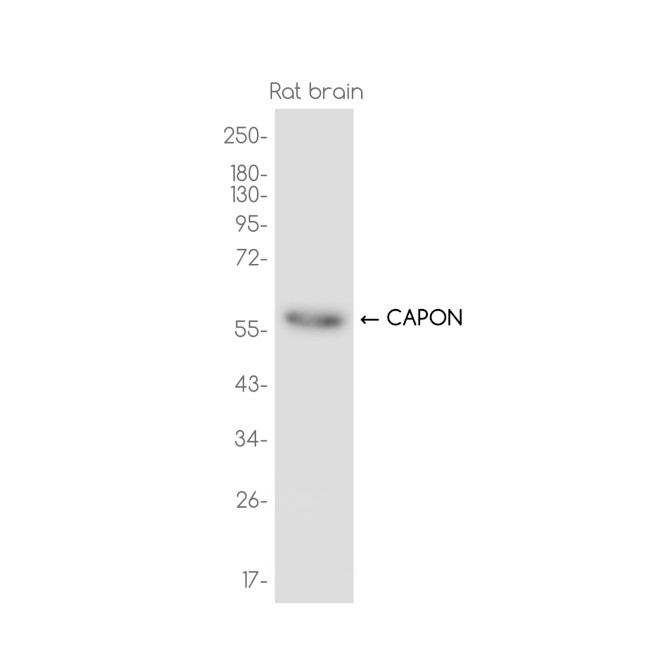 NOS1AP Antibody in Western Blot (WB)