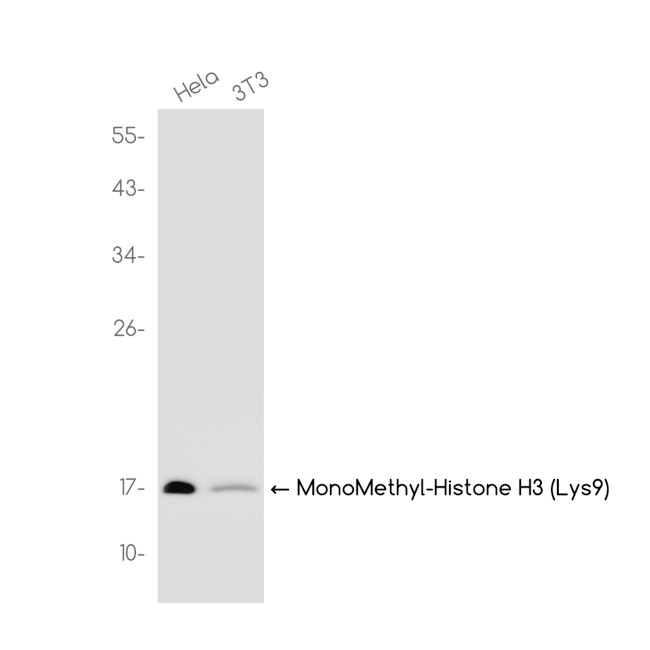 H3K9me1 Antibody in Western Blot (WB)