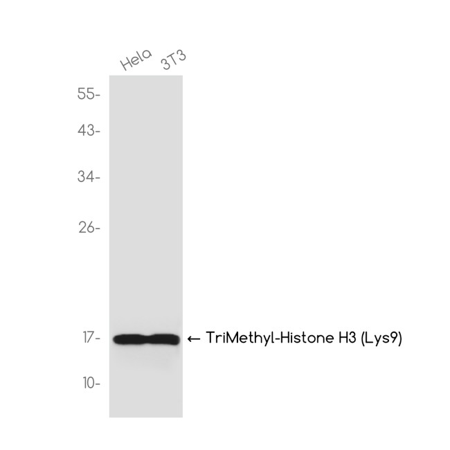 H3K9me3 Antibody in Western Blot (WB)