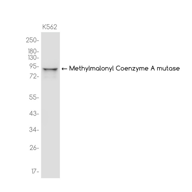 MUT Antibody in Western Blot (WB)