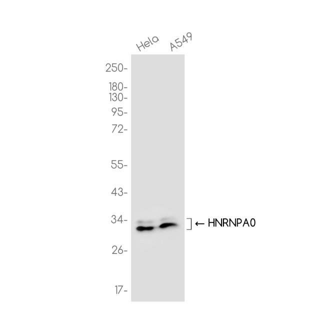 HNRNPA0 Antibody in Western Blot (WB)