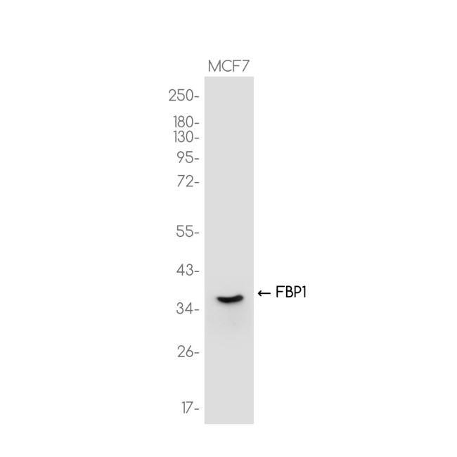 FBP1 Antibody in Western Blot (WB)