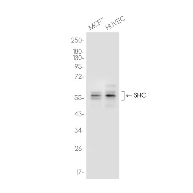 SHC Antibody in Western Blot (WB)