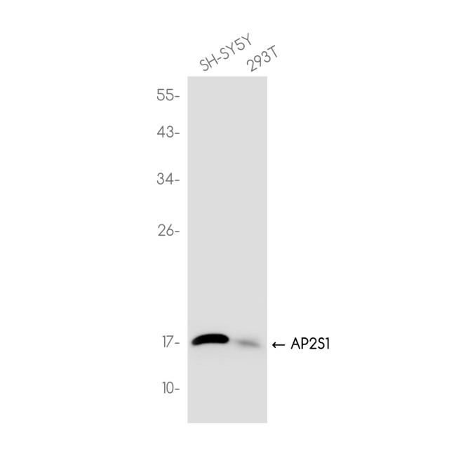 AP2S1 Antibody in Western Blot (WB)