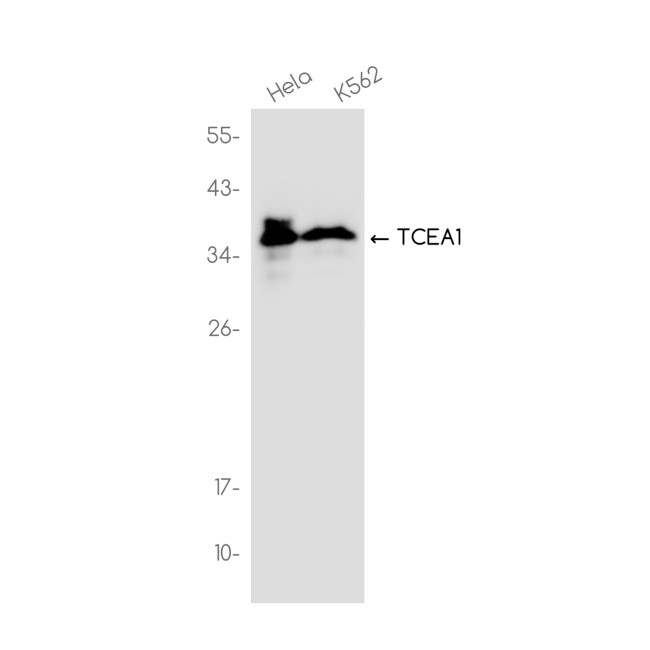 TCEA1 Antibody in Western Blot (WB)