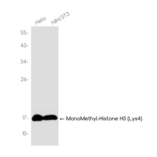 H3K4me1 Antibody in Western Blot (WB)