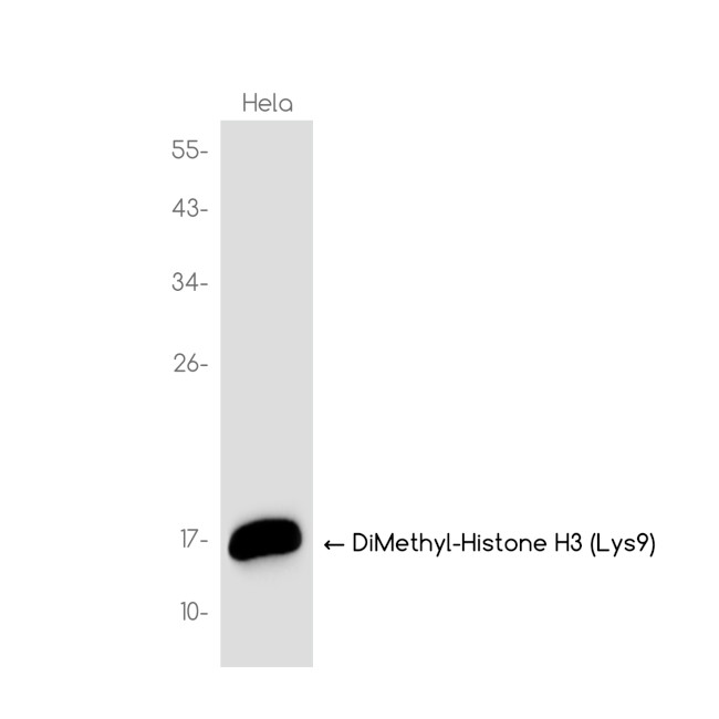 H3K9me2 Antibody in Western Blot (WB)