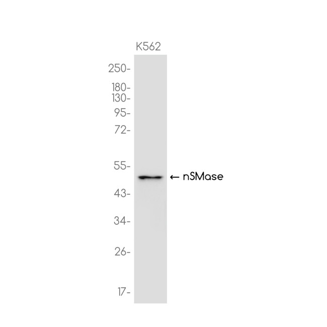 SMPD2 Antibody in Western Blot (WB)