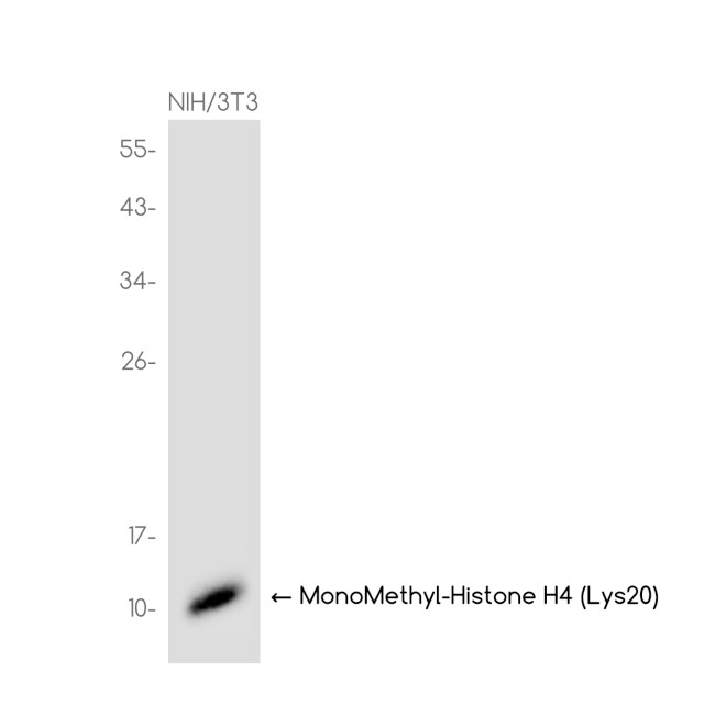 H4K20me1 Antibody in Western Blot (WB)
