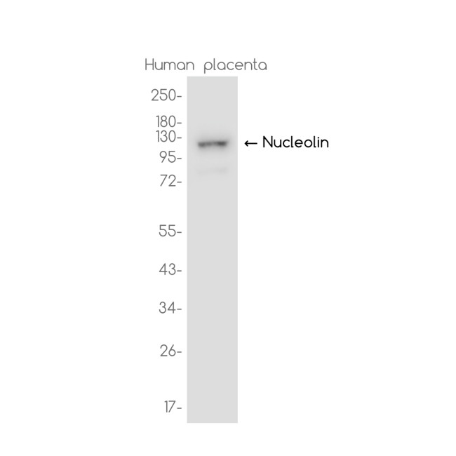Nucleolin Antibody in Western Blot (WB)