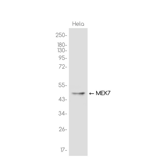 MKK7 Antibody in Western Blot (WB)