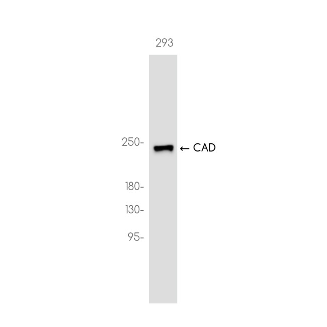 CAD Antibody in Western Blot (WB)