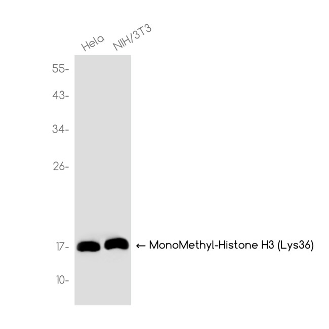 H3K36me1 Antibody in Western Blot (WB)