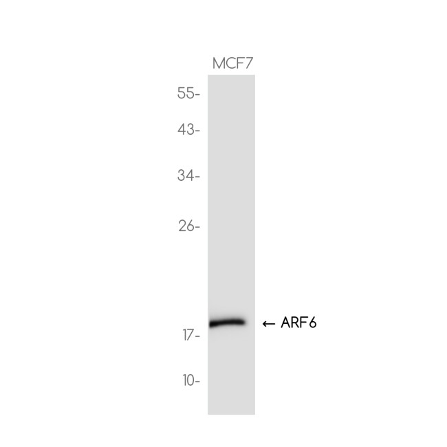 ARF6 Antibody in Western Blot (WB)